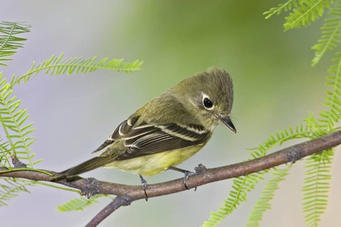 Cordilleran Flycatcher (Empidonax occidentalis), Arizona, USA