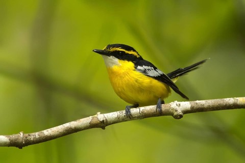 Yellow-breasted Boatbill (Machaerirhynchus flaviventer secundus) male, Queensland, Australia