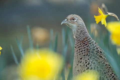 Common pheasant (Phasianus colchicus) adult female game bird amongst daffodil flowers in spring,