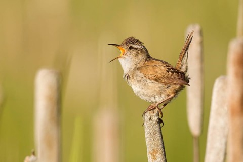 Marsh Wren (Cistothorus palustris) singing, British Columbia, Canada