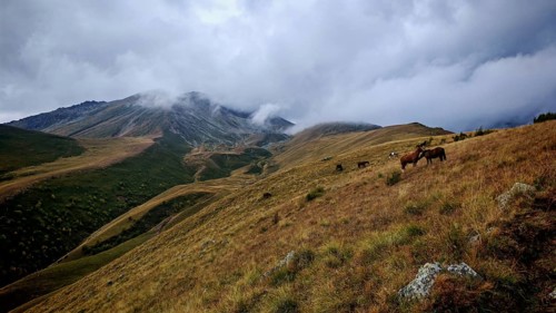 Mountain landscape with grazing horses (equus caballus) under a cloudy sky, Stepantsminda,