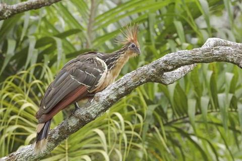 Hoatzin (Opisthocomus hoazin), Ecuador