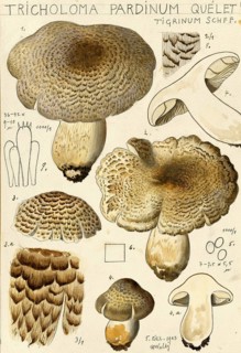 Mushroom, fungi, tiger knight mushroom, Tricholoma pardinum, syn. Tricholoma tigrinum, Tricholoma