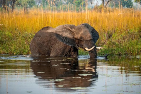 African elephant (Loxodonta africana) in the swamp, Xakanaxa Lagoon, Okavango Delta, Moremi Game