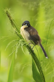 Black-capped Donacobius (Donacobius atricapilla), Ecuador