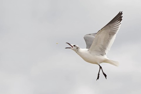 Laughing Gull (Leucophaeus atricilla) flying, Florida, USA