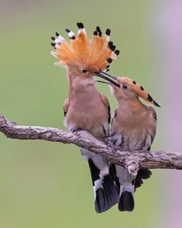 Hoopoe (Upupa epops) Bird of the Year 2022, courtship, mating, pair, male, female, bridal gift,