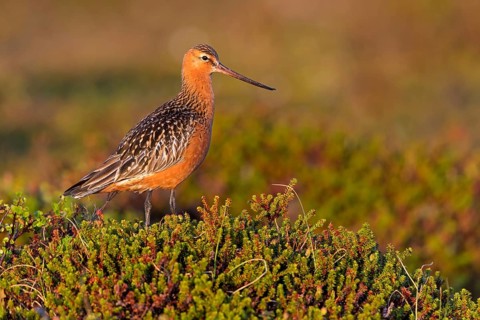 Pfuhlschnepfe, Bar-tailed Godwit, Limosa lapponica, Barge rousse, Aguja Colipinta