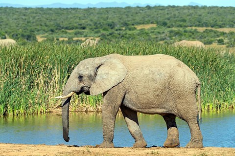 African elephant, (Loxodonta african), Addo Elephant National Park, Addo Camp, Western Cape, South