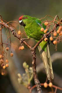 Norfolk Parakeet (Cyanoramphus cookii) feeding on fruits in a tree, Norfolk Island, Australia