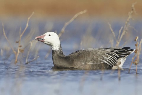 Snow Goose (Anser caerulescens), New Mexico, USA