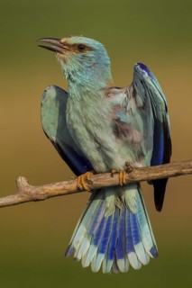 European Roller (Coracias garrulus) male singing, Hajdu-Bihar, Hungary
