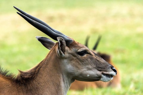 A close-up side profile of an Eland antelope, showcasing its distinctive horns and features.