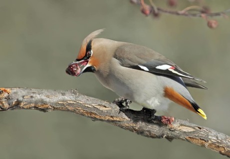 Bohemian Waxwing (Bombycilla garrulus), Saskatchewan, Canada