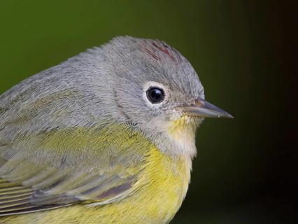 Nashville Warbler, Leiothlypis ruficapilla, close-up portrait, in Saskatoon, Saskatchewan