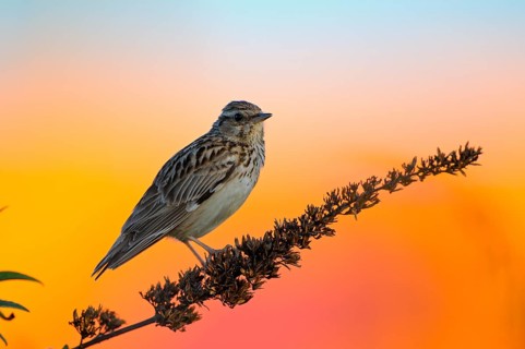 Heidelerche (Lullula arborea), Woodlark, singendes Maennchen, Gebaeude im Hintergrund, morgens,