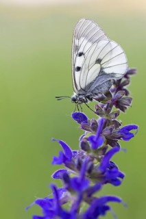 Clouded Apollo, (Parnassius mnemosyne), butterfly family, butterfly, insect, close-up, Lake