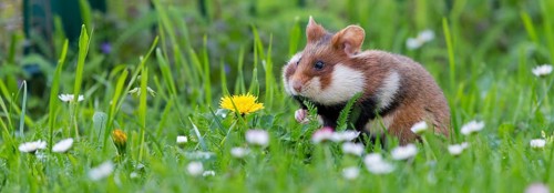 Field hamster, (Cricetus cricetus), animals, mammals, hamster, rodent, subfamily of hamsters,