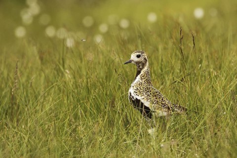 European Golden Plover (Pluvialis apricaria), Yorkshire Dales, United Kingdom