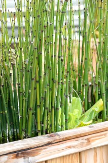 Winter horsetail (Equisetum hyemale),  Germany