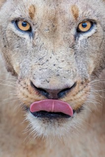African Lion (Panthera leo) female portrait licking lips, Limpopo, South Africa