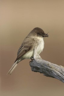 Eastern Phoebe (Sayornis phoebe), Ohio, USA