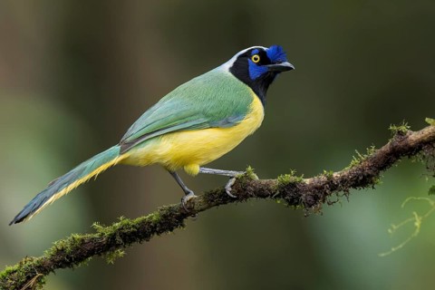 Inca Jay (Cyanocorax yncas) perched on a branch in Colombia, South America