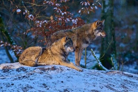 Two wolves in a snowy forest resting on a rock, Winter, Wolf (Canis lupus), Germany
