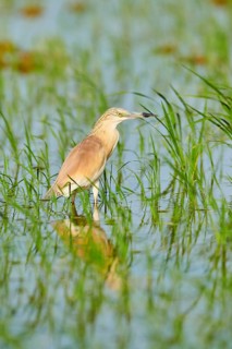 Squacco heron (Ardeola ralloides) in a paddy field, hunting, ebro delta, Catalonia, Spain