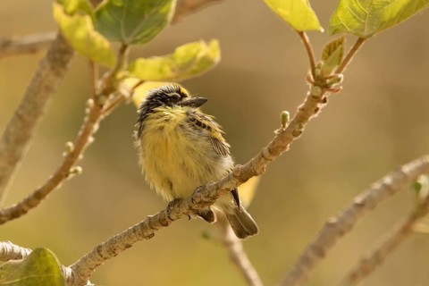 Yellow-fronted Tinkerbird (Pogoniulus chrysoconus), Gambia