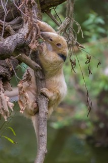 One southern tamandua (Tamandua tetradactyla), climbing up a branch in a forest