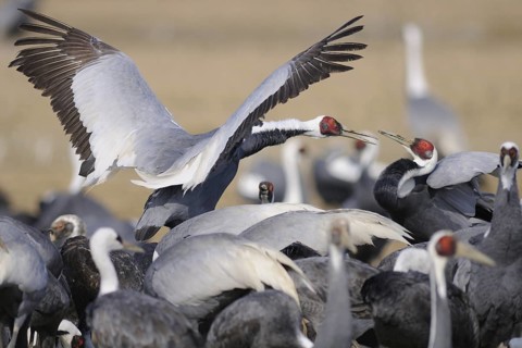 White-naped Crane (Antigone vipio), Arasaki, Japan