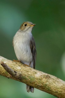Cuban Solitaire (Myadestes elisabeth) perched on a branch in Cuba