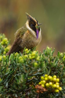 Buffy Helmetcrest (Oxypogon stuebelii) perched on a branch in the Andes Mountains of Colombia