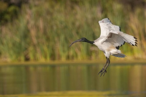 African Sacred Ibis (Threskiornis aethiopicus) flying, Western Cape, South Africa