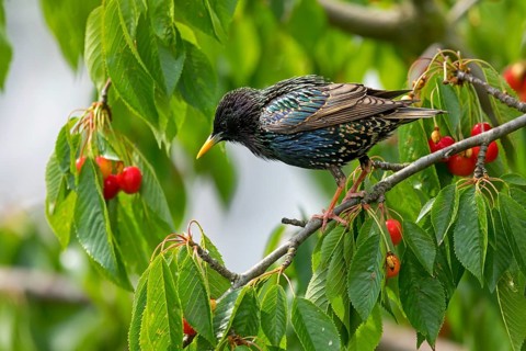 Starling, (Sturnus vulgaris), male, biotope, habitat, tree, foraging, animals, birds, starlings,
