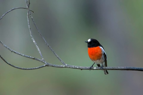 Scarlet Robin (Petroica boodang) male perched on a twig, Victoria, Australia