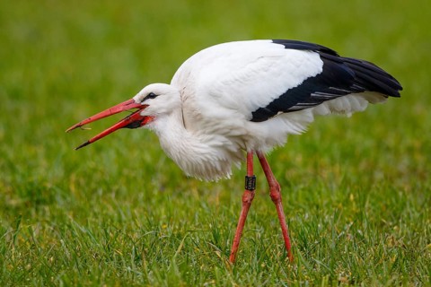 White Stork (Ciconia ciconia) foraging, North Rhine-Westphalia, Germany