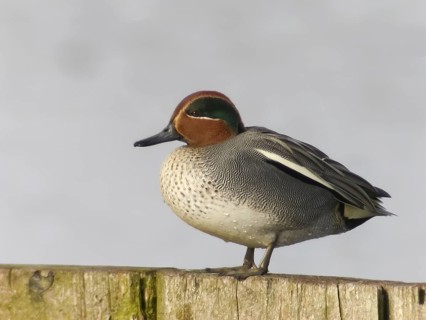 Eurasian Teal (Anas crecca) male, Baden-Wuerttemberg, Germany