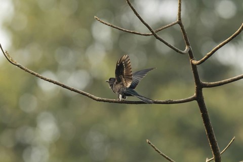 Square-tailed Drongo-Cuckoo (Surniculus lugubris), Kaeng Krachan, Thailand