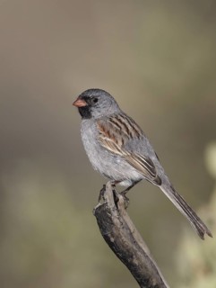 Black-chinned Sparrow (Spizella atrogularis), California, USA