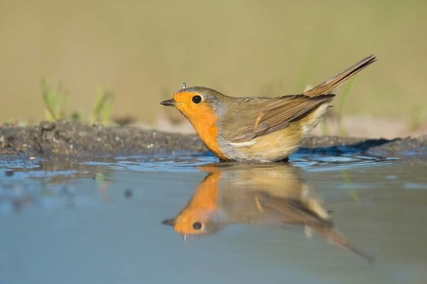 European Robin (Erithacus rubecula) at a waterhole, Aosta Valley, Italy