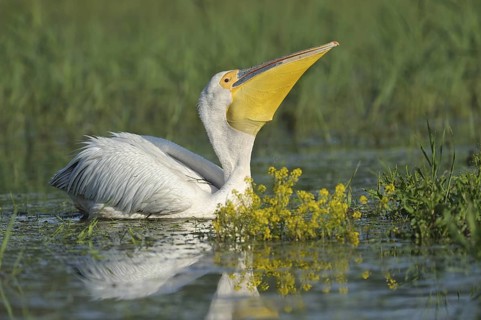Rosapelikan (Pelecanus onocrotalus) Eastern White Pelican