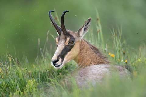 Chamois (Rupicapra rupicapra) adult lying in alpine meadow, France