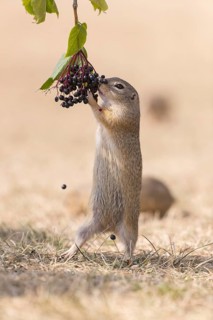 One European ground squirrel (Spermophilus citellus) or European souslik standing erected in dry
