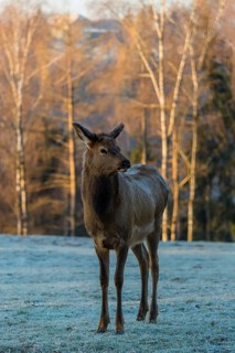 One young female wapiti, Cervus canadensis with hoarfrost in her fur, stands in a frozen meadow at