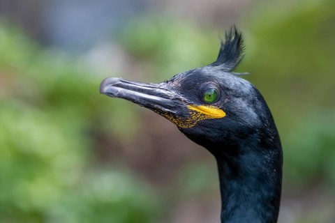 Cormorant (Phalacrocorax aristotelis), with bonnet, portrait, Hornoya, Varangerfjord, Norway