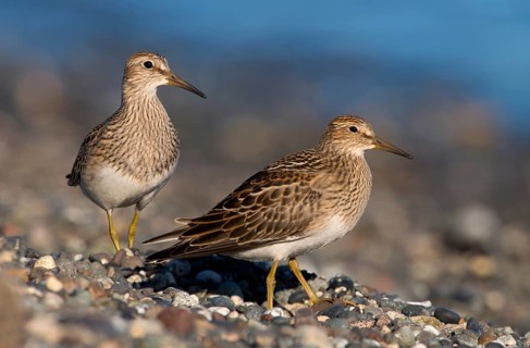 Pectoral Sandpiper (Calidris melanotos), British Columbia, Canada