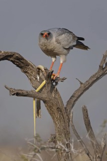 Pale Chanting Goshawk (Melierax canorus), Oshikoto, Namibia