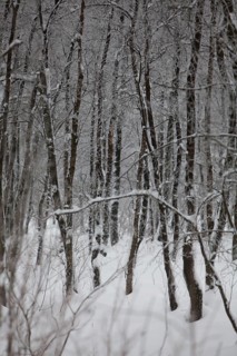 Winter landscape, snowy trees and branches